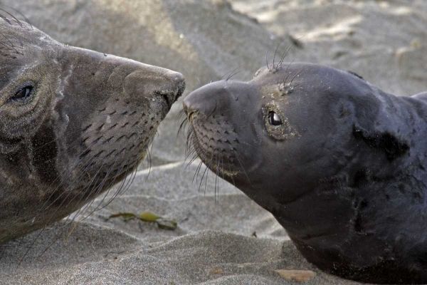CA, Northern elephant seal and pup greeting